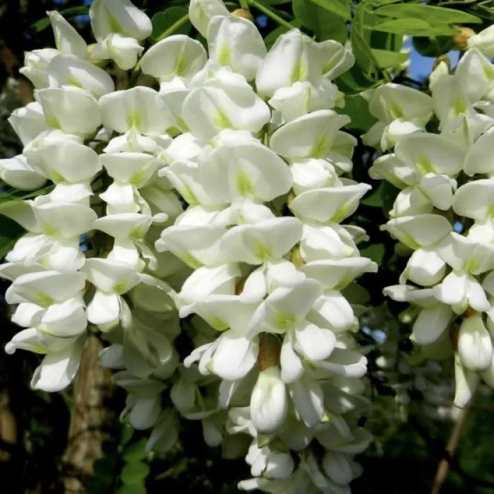 Sale MIELE DI ACACIA Peccati Di Gola