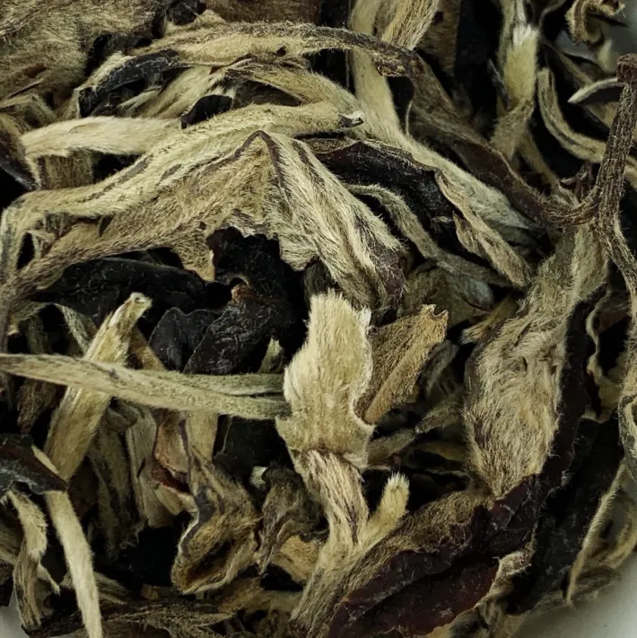 Clearance YUE GUANG BAI – Ancient Trees Foglie Di Tè